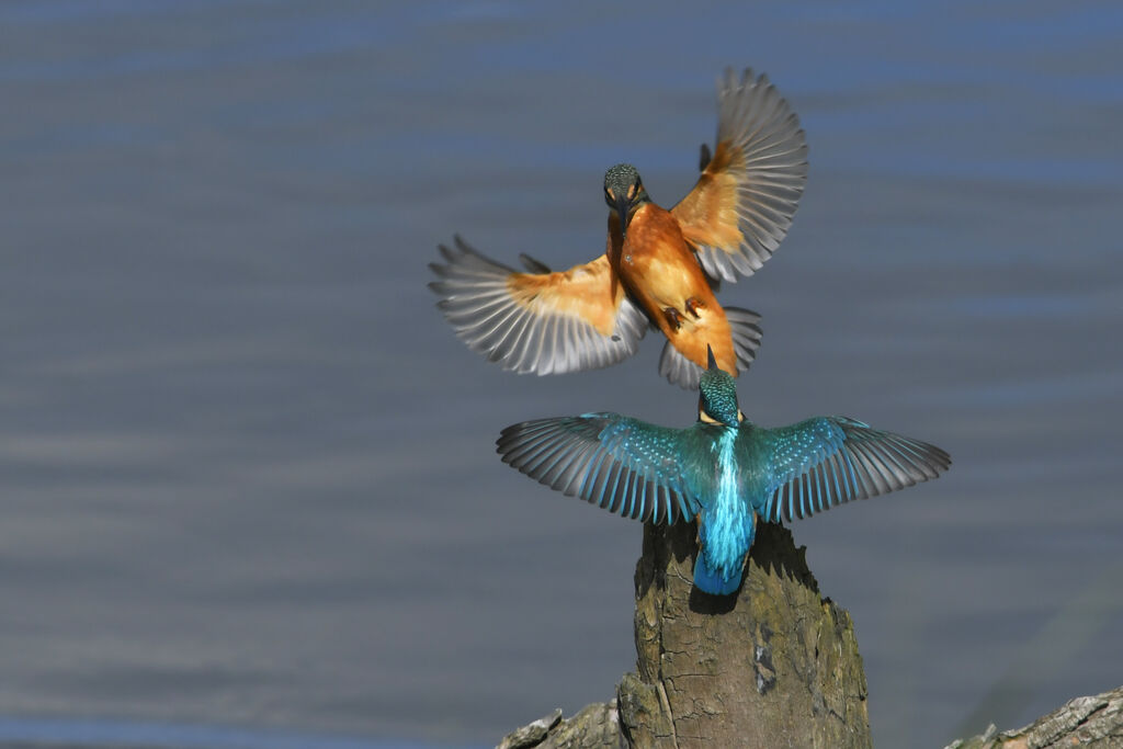 Common Kingfisherjuvenile