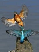 Common Kingfisher