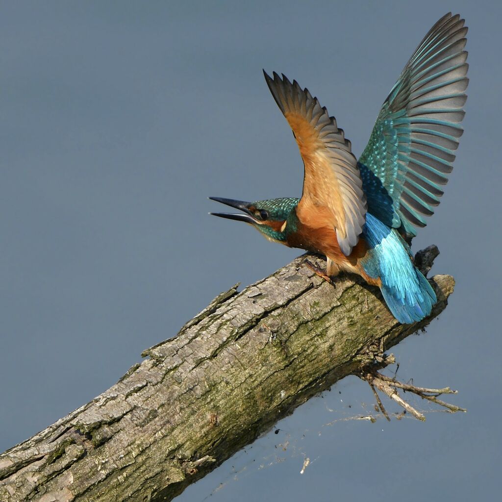 Martin-pêcheur d'Europe mâle juvénile, identification