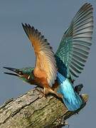 Common Kingfisher