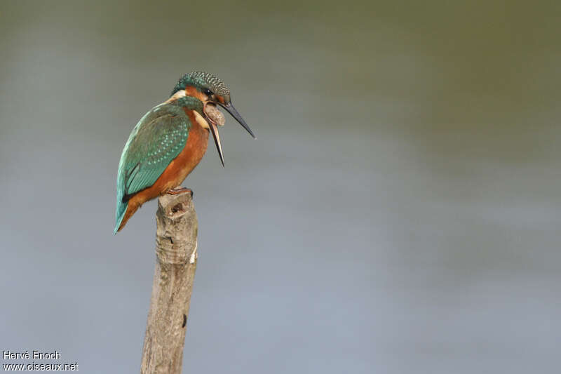 Common Kingfisher male First year, Behaviour
