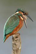 Common Kingfisher