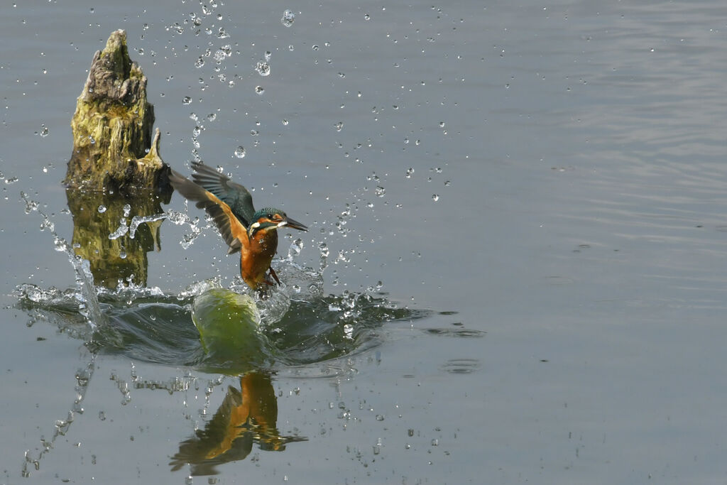 Common Kingfisher, fishing/hunting