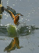 Common Kingfisher