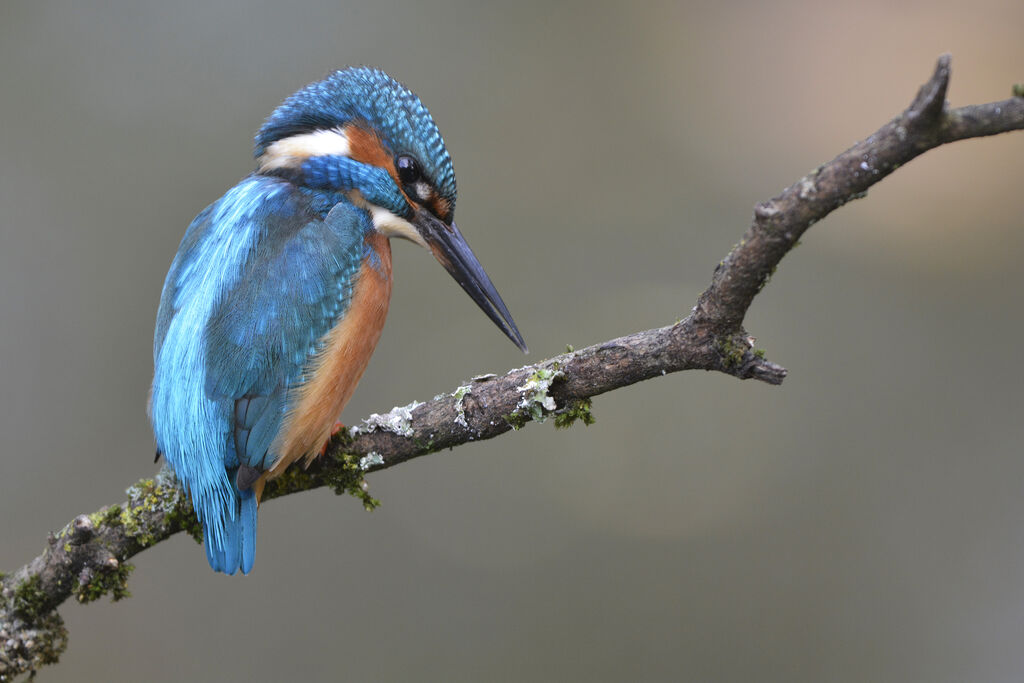 Martin-pêcheur d'Europe, identification