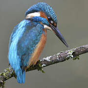 Common Kingfisher