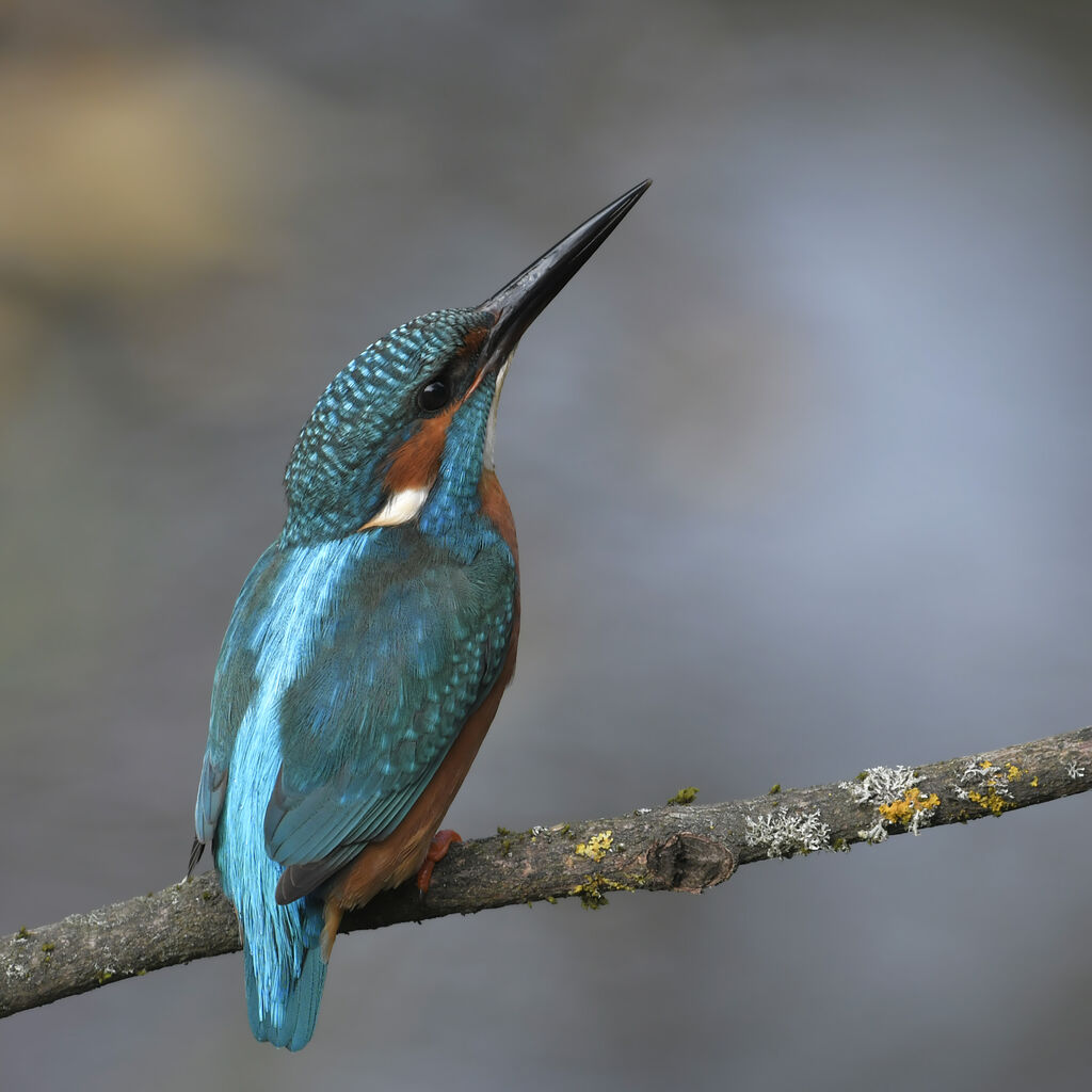 Common Kingfisher male adult, identification