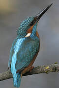 Common Kingfisher