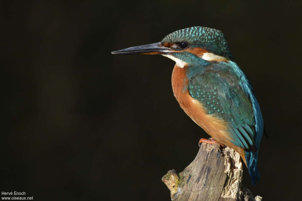 Martin-pêcheur d'Europe1ère année, identification