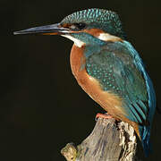 Common Kingfisher