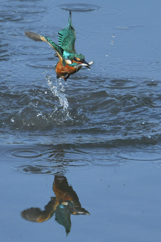 Martin-pêcheur d'Europe, pêche/chasse