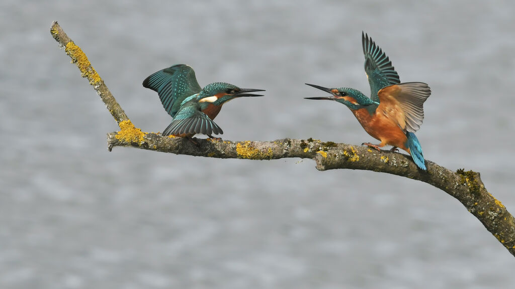 Common Kingfisher male juvenile, Behaviour