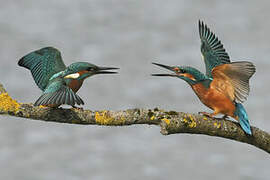 Common Kingfisher