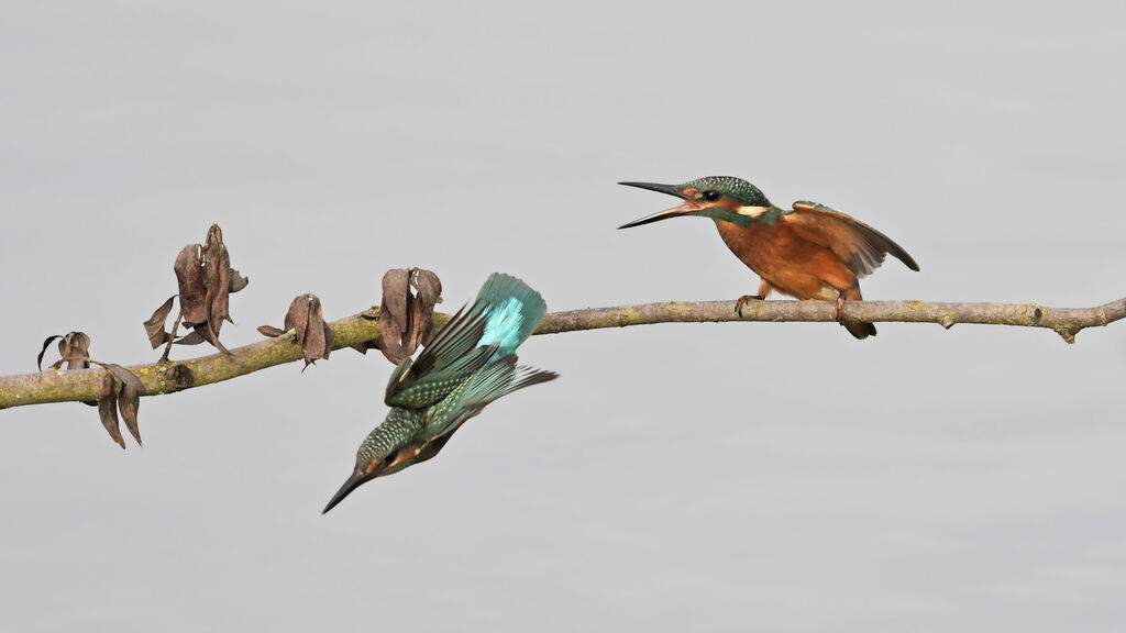 Common Kingfisher male juvenile, Behaviour