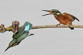 Common Kingfisher