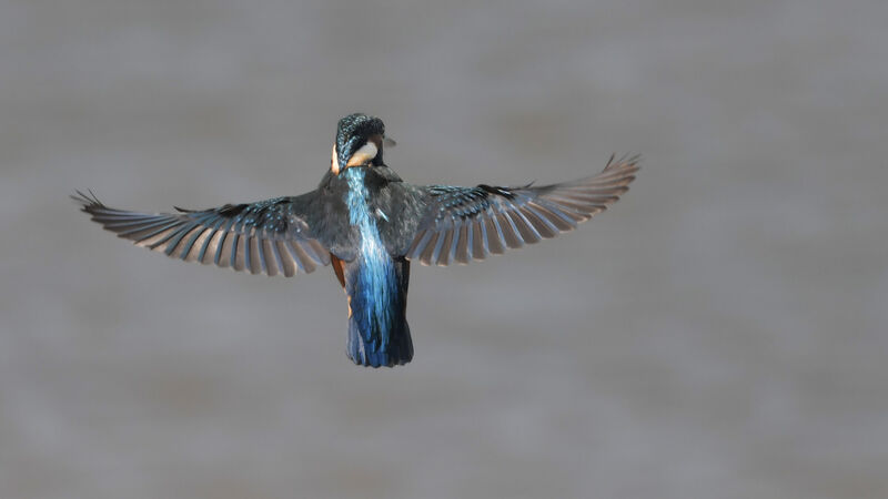Common Kingfisher male juvenile, Flight