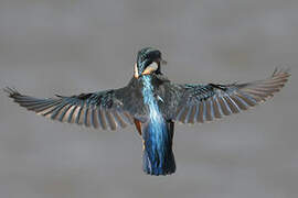 Common Kingfisher