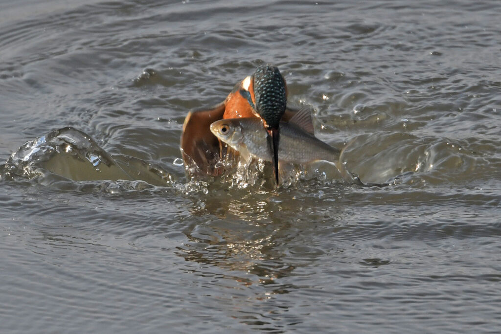 Common Kingfisher female adult, fishing/hunting