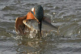 Common Kingfisher