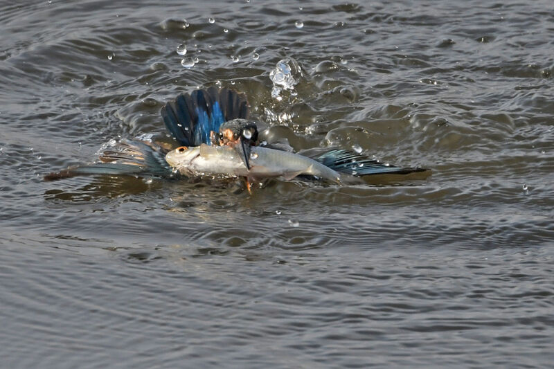 Common Kingfisher female adult, fishing/hunting