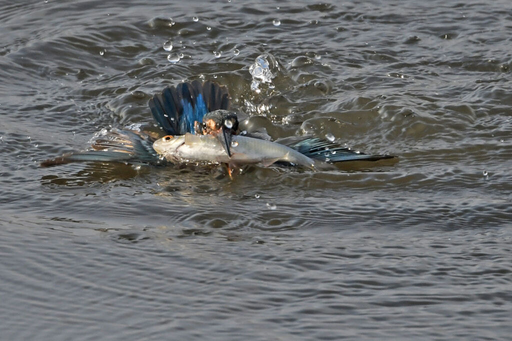 Martin-pêcheur d'Europe femelle adulte, pêche/chasse