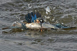 Martin-pêcheur d'Europe