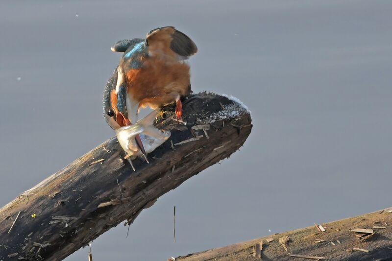 Common Kingfisher female adult, feeding habits
