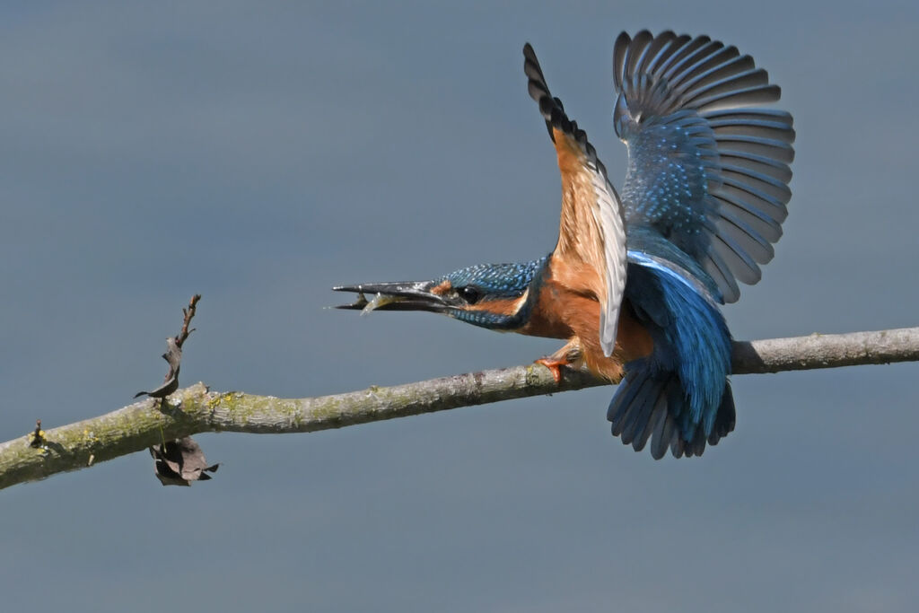 Martin-pêcheur d'Europe mâle juvénile, régime, Comportement