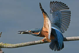 Common Kingfisher