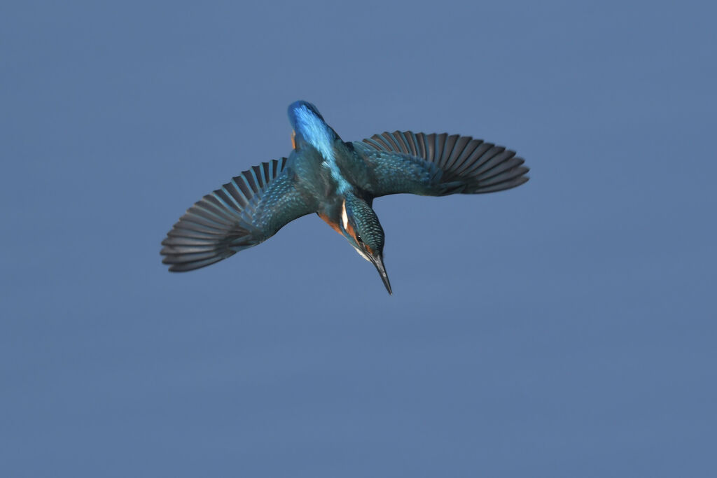 Common Kingfisher male, Flight