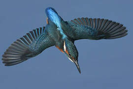 Common Kingfisher