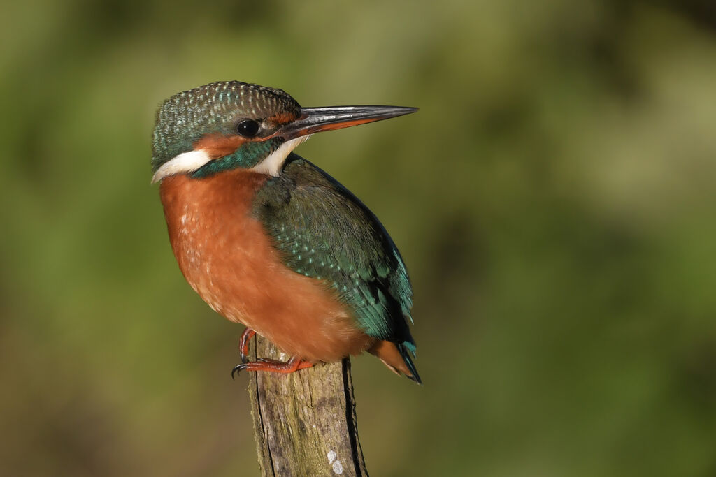 Martin-pêcheur d'Europe femelle immature, identification