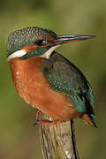 Common Kingfisher