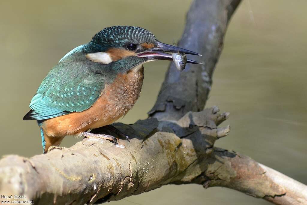 Common Kingfisherjuvenile, pigmentation, feeding habits