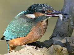 Common Kingfisher