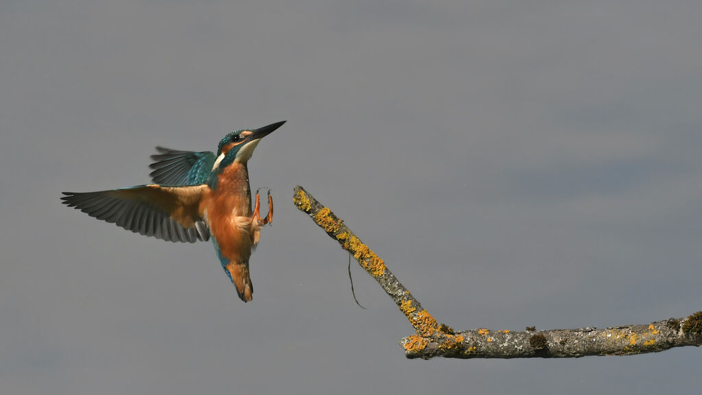 Martin-pêcheur d'Europe mâle immature, identification, Vol