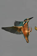 Common Kingfisher