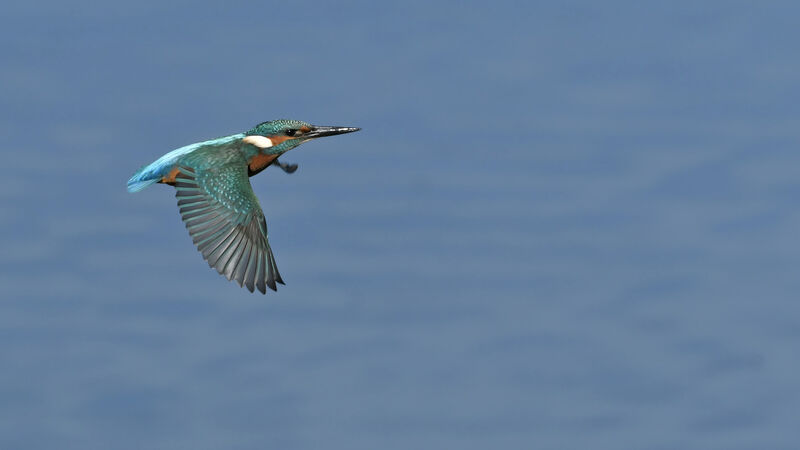 Common Kingfisher male, Flight