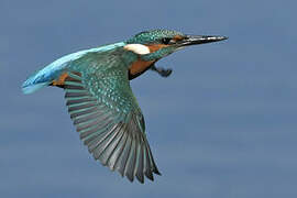 Common Kingfisher