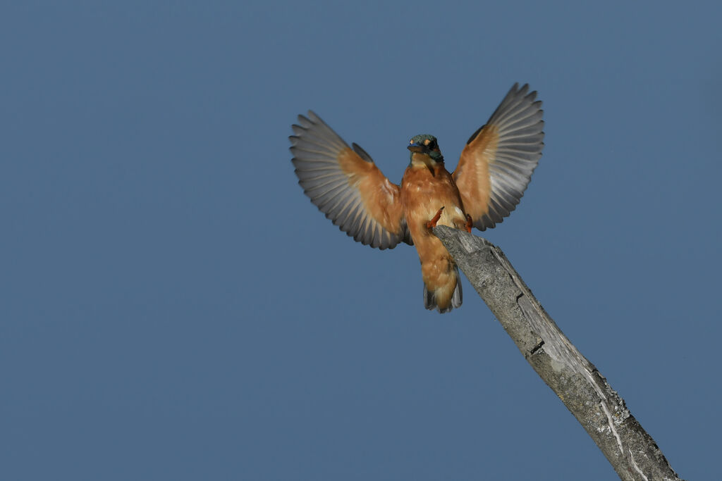 Common Kingfisheradult, Flight