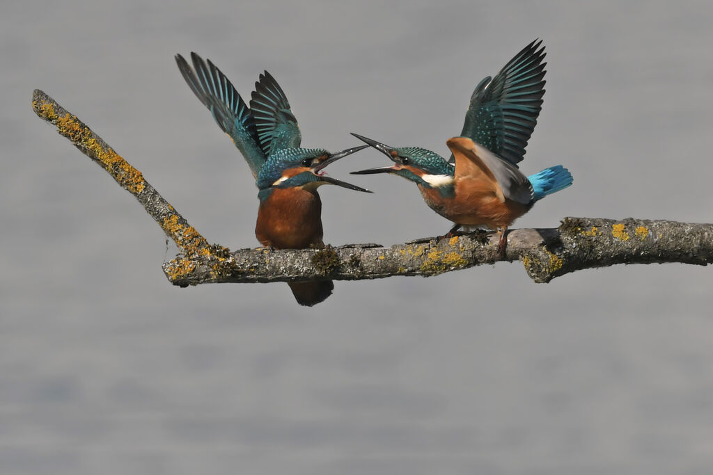 Common Kingfisher male juvenile, identification, Behaviour