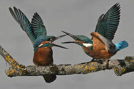 Common Kingfisher