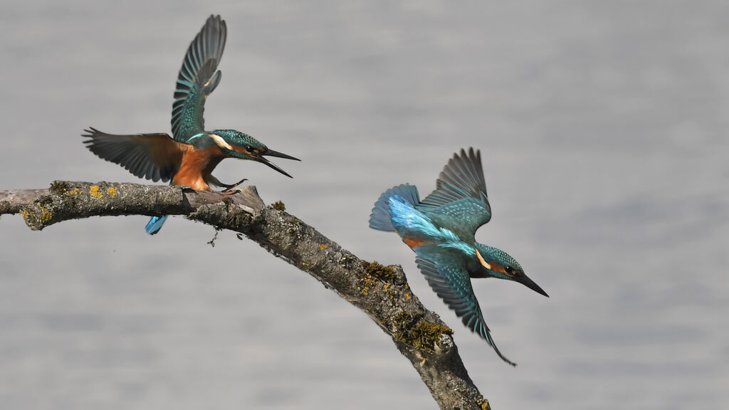 Common Kingfisher male juvenile, Behaviour