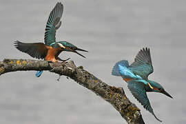 Common Kingfisher