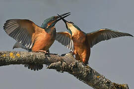 Common Kingfisher