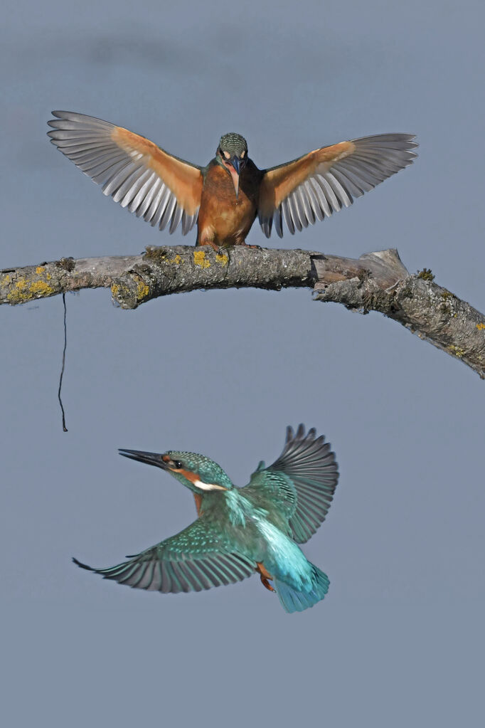 Common Kingfisherjuvenile, Behaviour