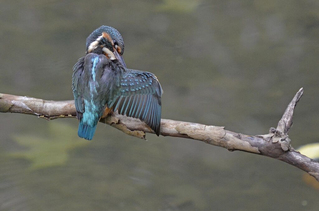 Common Kingfisher