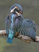 Common Kingfisher