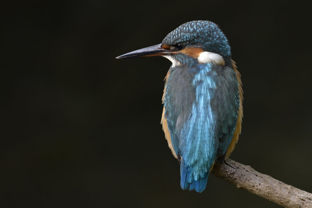 Martin-pêcheur d'Europe femelle immature