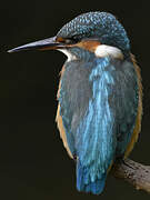 Common Kingfisher